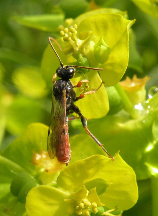 Ichneumonidae (Tryphoninae o Ctenopelmatinae)